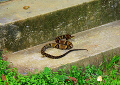 Bothrops jararaca