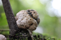 Coniodictyum chevalieri