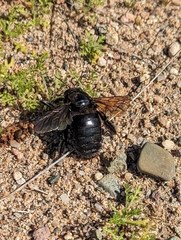 Xylocopa californica