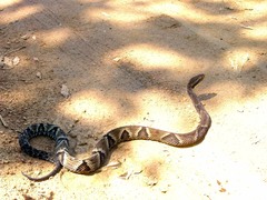 Bothrops jararaca