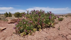 Astragalus preussii