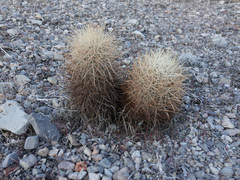 Echinomastus johnsonii