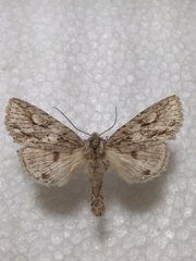 Meganephria bimaculosa