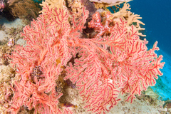 Melithaea