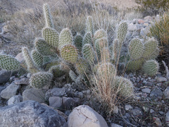 Opuntia diploursina