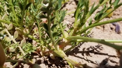 Astragalus preussii