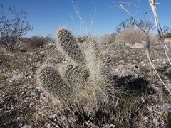 Opuntia diploursina