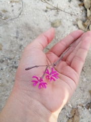 Silene scabriflora
