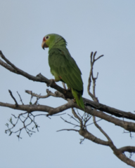 Amazona autumnalis salvini