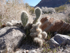 Opuntia diploursina