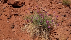 Astragalus coltonii