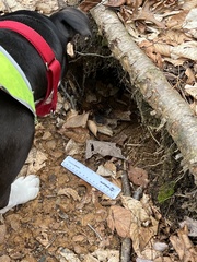 Vulpes vulpes fulvus