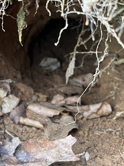 Vulpes vulpes fulvus