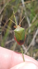 Edessa rufomarginata