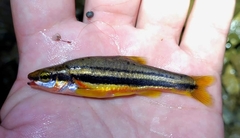 Chrosomus erythrogaster