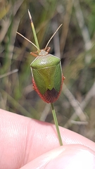 Edessa rufomarginata