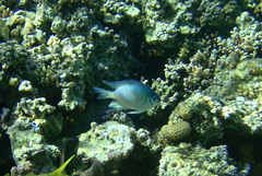 Amblyglyphidodon indicus