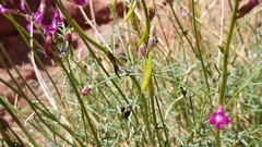 Astragalus coltonii
