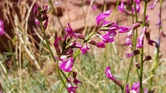 Astragalus coltonii