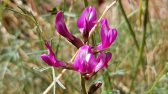 Astragalus coltonii