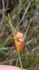 Edessa rufomarginata