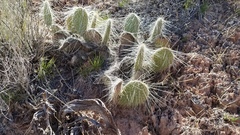 Opuntia trichophora