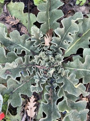 Verbascum sinuatum