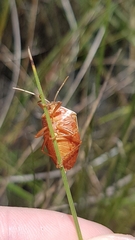 Edessa rufomarginata