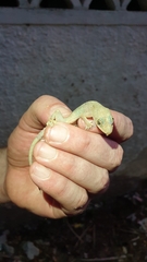 Hemidactylus mabouia