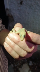 Hemidactylus mabouia