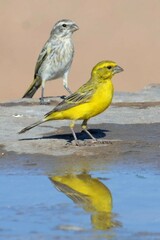 Crithagra flaviventris