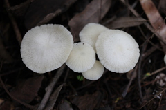 Marasmiellus