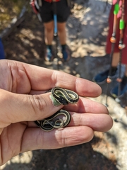 Thamnophis elegans elegans