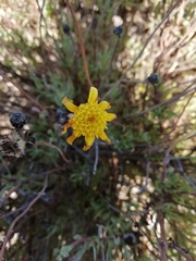 Othonna coronopifolia