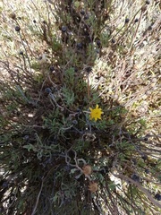 Othonna coronopifolia