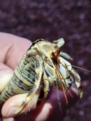 Coenobita violascens