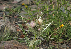 Cirsium eatonii