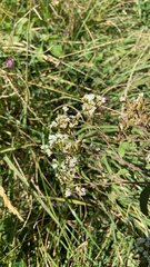 Stevia serrata