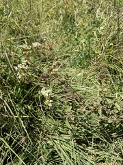 Stevia serrata