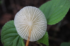 Marasmiellus