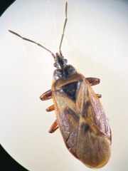 Gastrodes abietum