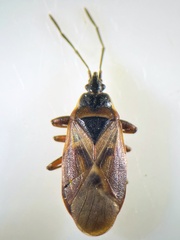 Gastrodes abietum