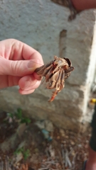 Coenobita violascens