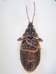 Gastrodes abietum
