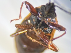 Gastrodes abietum