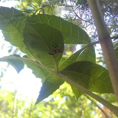 Asaracus megacephalus