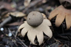 Geastrum hieronymi