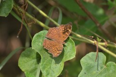 Junonia chorimene