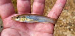 Fundulus catenatus