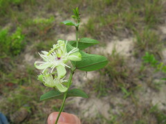 Passiflora misera